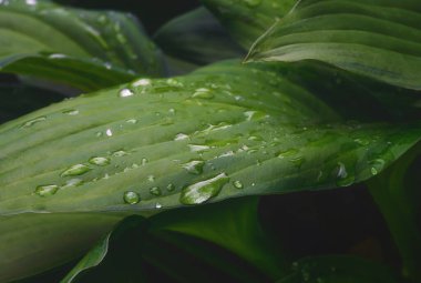 Hosta bir yaz günü su damlalarıyla gider. Yakın plan. Dalgalı yeşil yapraklar. Yağmurdan sonra doğanın ayrıntıları. Ev sahibi yazın ortasındadır. Islak dekoratif yapraklar. Bahçe iyi korunmuş 