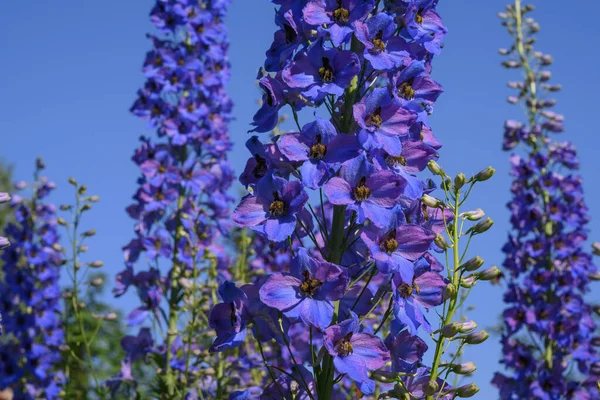 Blooming Delphinium Bush Summer Sunny Day Flowers Blue Delphinium Midst — Stock Photo, Image