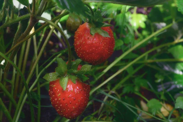 Rote Reife Erdbeeren Auf Einem Zweig Einem Sonnigen Sommertag Garten — Stockfoto