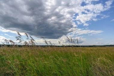 Geniş çimenli yeşil çayır, gri bir bulutun arka planında. Bir fırtına yaklaşıyor, rüzgar otların kulaklarını yere eğiyor. Güzel bulutlu gökyüzü ile yaz manzarası 