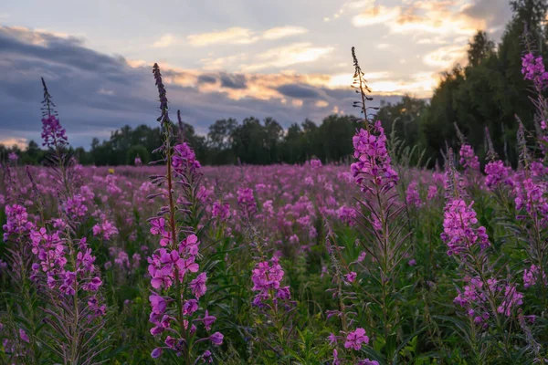 黄昏的时候 一片伊凡茶的花地 温暖的夏夜 绽放着紫色的花朵 天空中灰黄的颜色 远处有一片森林和正在接近的云彩 伊万茶盛开 — 图库照片