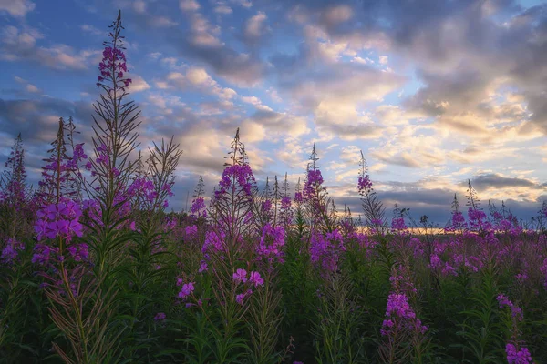 Ivan Tea Flowers Evening Sunset Close Warm Summer Evening Blooming — Stock Photo, Image