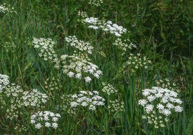 Yazın çalı biçimli çayırlık. Arazi kirişi, beyaz tıbbi çiçekler. Yakın plan, seçici odaklanma. Koyu arkaplanda beyaz küçük çiçekler.. 