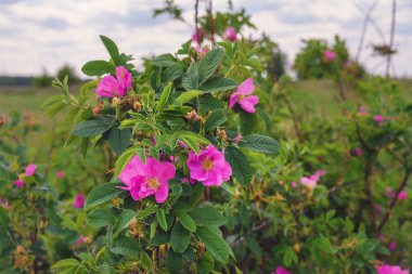 Güneşli bir yaz gününde mor çiçekli bir yaban gülü çalısı. Bulutlu gökyüzünün arka planında yaban gülü. Rose Daurian gül kalçası Daurian çiçeği. Yaban gülü çiçek açmış. Rusya, Ural 