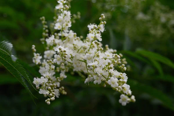 夏日阳光明媚的时候 野花丛生 开着白色的小花 精致的花朵特写 花期停放灌木的场地费 Fieldfare Mountain Ash Sorbaria Sorbifolia — 图库照片