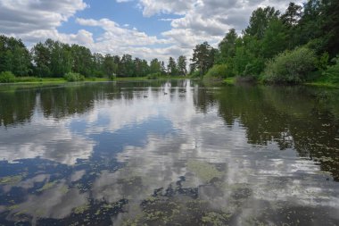 Bir orman gölü olan yaz manzarası ve suya yansıyan sayısız bulut. Ağaçlar ve yeşil çimenler kıyılarda yetişir. Uzakta, vahşi ördekler gölde sakin bir şekilde yüzerler. Rusya (Ural) 