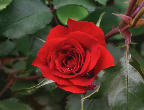 Red Double Rose Water Drops Dark Background Red Rose Flower — Fotografia de Stock