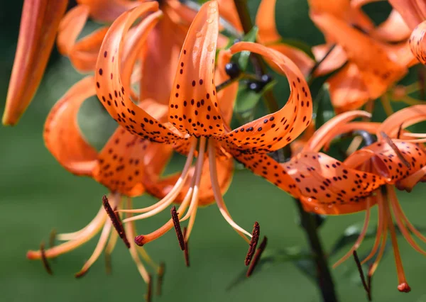 Lily marchagon locust on the background of green lawn. Orange flowers with curved petals and long stamens. Orange tiger Far Eastern locust. Garden flowers close-up.