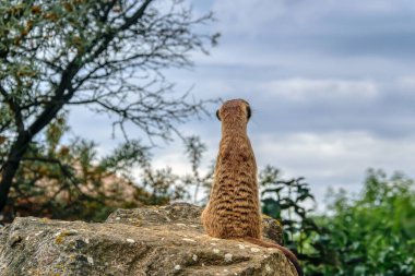 Mirket yüksek bir taşın üzerinde duruyor ve onun ve arkadaşlarının etrafındaki durumu izliyor. Arkadan yakın çekim. Mavi-gri akşam gökyüzünün arka planında mirket. Prag Hayvanat Bahçesi, Çek Cumhuriyeti 
