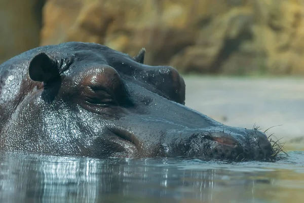 Hipopótamo Nada Água Metade Seu Corpo Visível Acima Água Close — Fotografia de Stock