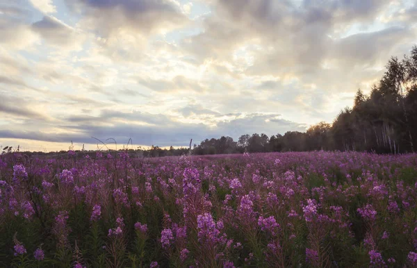 Field Ivan Tea Fireweed Flowers Summer Evening Sky Lit Sun — Stock Photo, Image