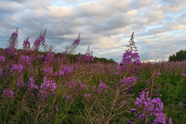 Flowers Ivan Tea Fireweed Sunset Close Field Willow Tea Flowers — Stock Photo, Image