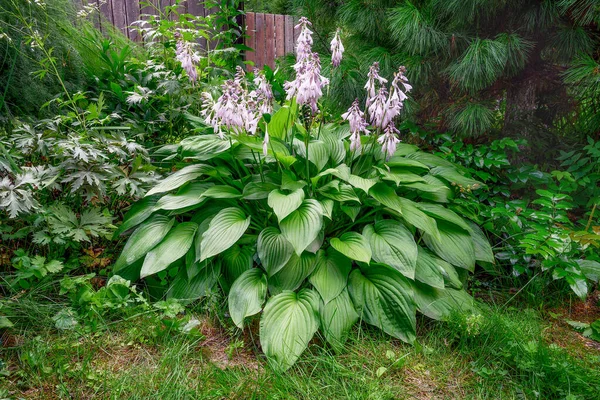 Hosta Blooming Summer Sunny Day Host Garden Bloom Wavy Leaves — Stock Photo, Image