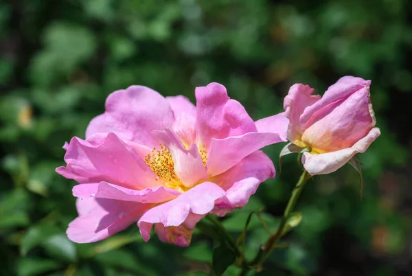 Uma Rosa Com Botão Rosa Amarelo Não Aberto Dia Ensolarado — Fotografia de Stock