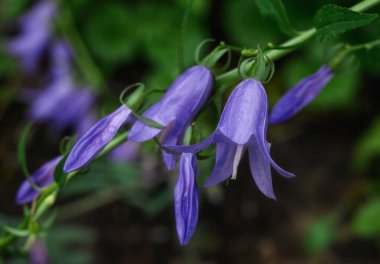 Güneşli bir yaz sabahında, koyu doğal bir arka planda mavi çanlar. Sabah çiğ damlaları fark edilir. Taze yeşiller maviliği tetikliyor. Sokaktaki dekoratif çiçekler. Alan çanı yakın plan. 