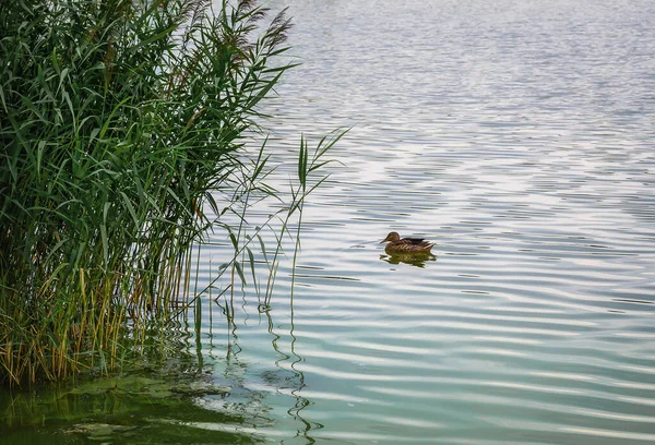 호수의 구역은 여름날입니다 표면에서 외로운 마리가 천천히 우거진 푸르른 반영되어 — 스톡 사진