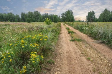 Ufuk çizgisine kadar uzanan bir kır yolu bir yaz akşamı çimen ve kır çiçeklerinin arasında. Ön planda sarı tansi çiçekler var. Gün batımı renkleriyle bulutlu gökyüzü 