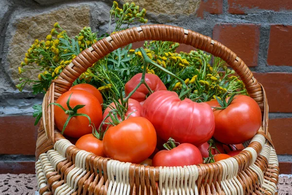 石レンガの壁を背景にしたウィッカーバスケットに自家製の赤いトマトと秋のタンジーの花 秋はまだ家に住んでいます 温室トマトと薬用花 — ストック写真
