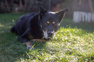 Köpek güneşte yatıyor, önüne bakıyor.