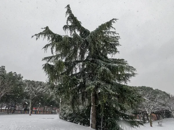 Nieve Parque Madrid Enero 2021 — Foto de Stock