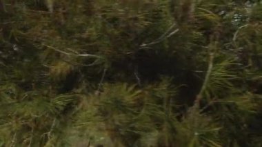 Ağaçtan ormana dönüp duruyor.