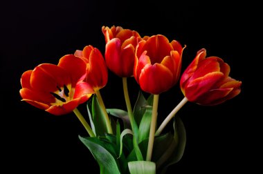 siyah üzerine kırmızı lale