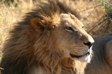 Aslan Kral