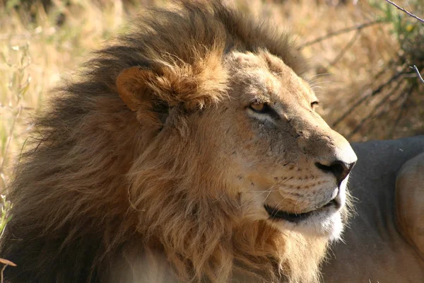 Король-лев — стокове фото