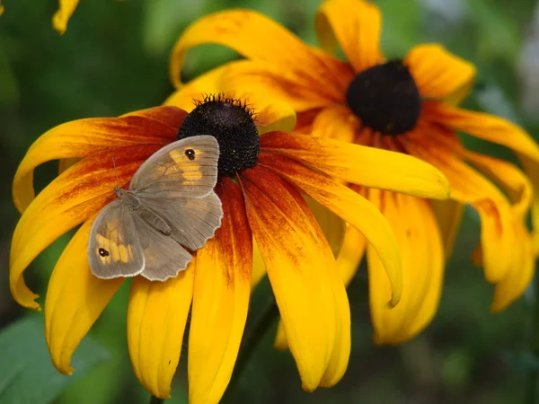 çiçekler üzerinde Kelebek