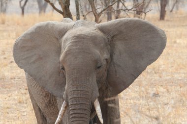 Afrika fili