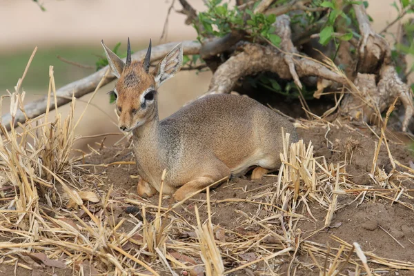 Маленька hartebeest — стокове фото