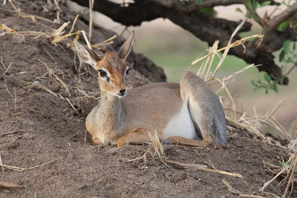 Lilla hartebeest — Stockfoto