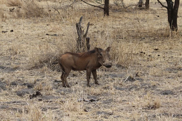 Africké warthog — Stock fotografie