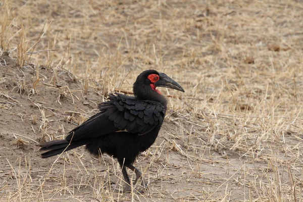 African bird