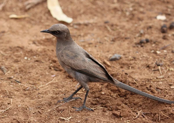 African bird — Stock Photo, Image