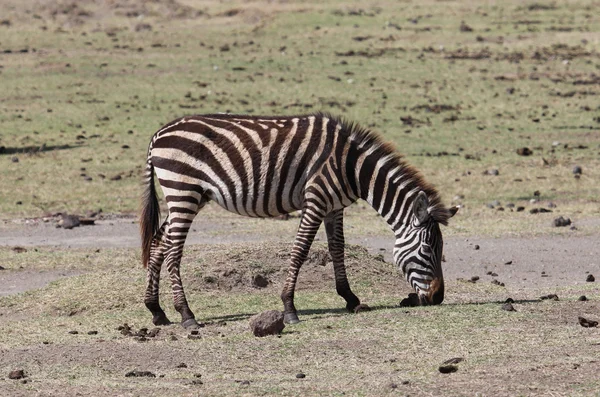 Зебра, Танзания — стоковое фото