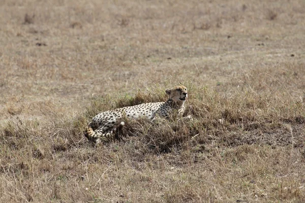 Cheetah resto — Foto de Stock