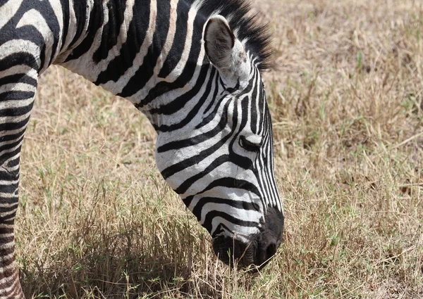 Zebra, Tanzania — Stockfoto