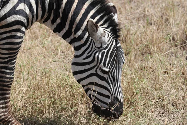 Zebra, Tanzania — Stockfoto