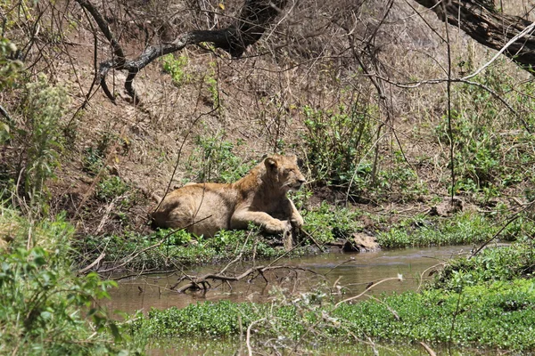 Afrika aslanı — Stok fotoğraf