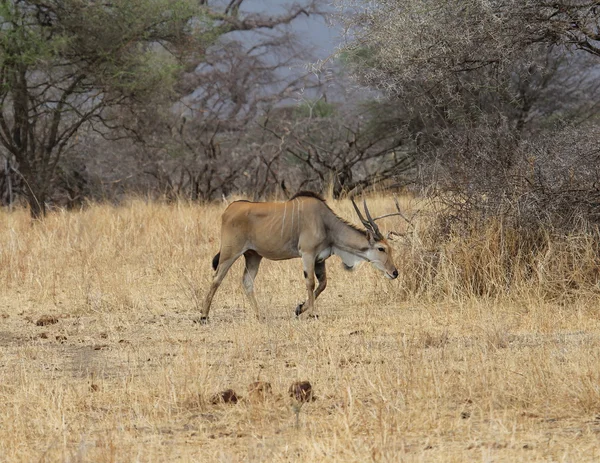 Afrika hartebeest