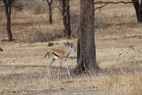 Afrikanska hartebeest — Stockfoto