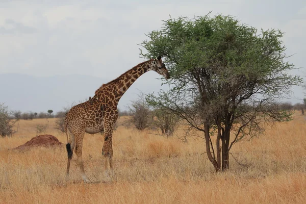 Giraffe eating in the savanna — Stock Photo, Image