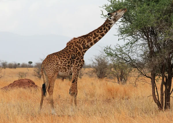 Žirafa jíst v savaně — Stock fotografie
