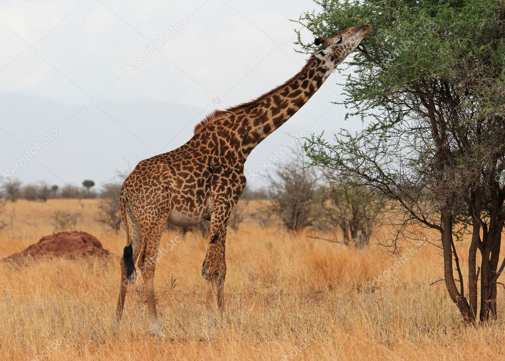 Giraffe eating in the savanna