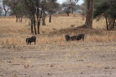 Warthogs ova içinde Avcılık aslan
