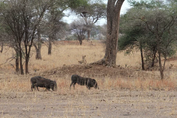 Lions jakt vårtsvin i savannen — Stockfoto