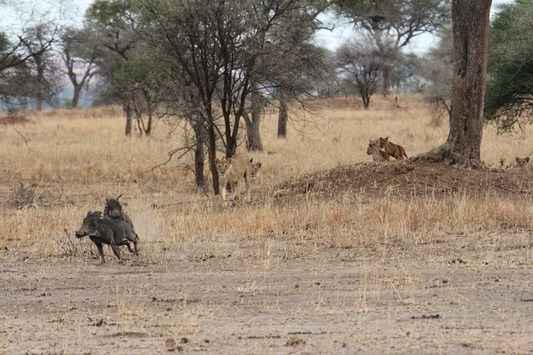 Lions jakt vårtsvin i savannen — Stockfoto