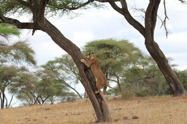 O leão descansa na árvore — Fotografia de Stock