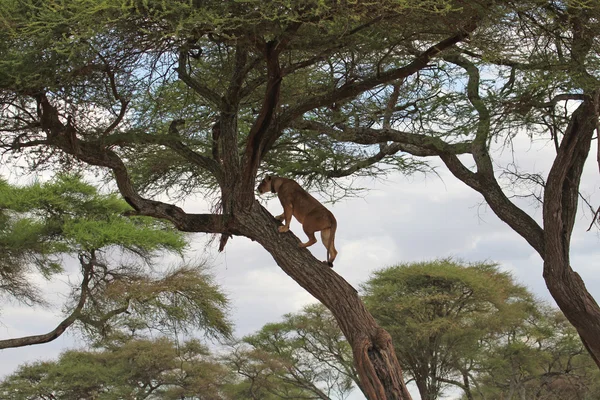 Лев відпочиває на дереві — стокове фото